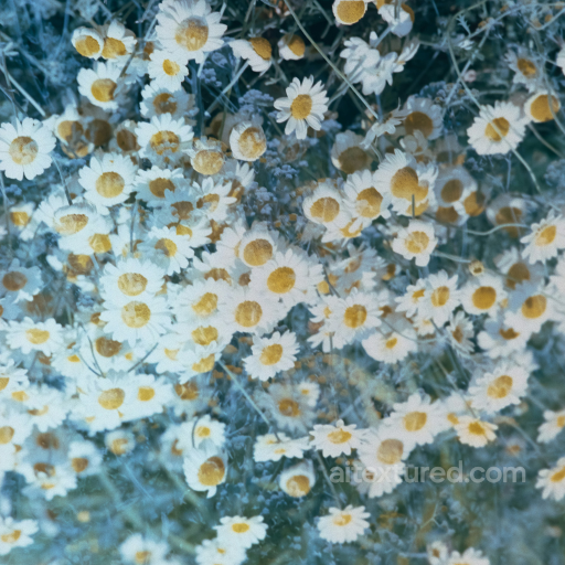 Daisies Floral Texture for PBR 3D Applications seamless Fabric PBR texture