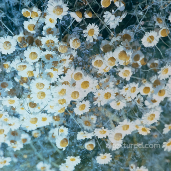 Daisies Floral Texture for PBR 3D Applications Fabric texture preview