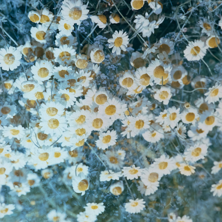 Daisies Floral for Applications seamless PBR texture preview