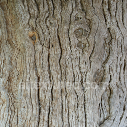seamless Detailed Old Weathered Wood Texture with Natural Grain and Knots texture 8k free download PBR