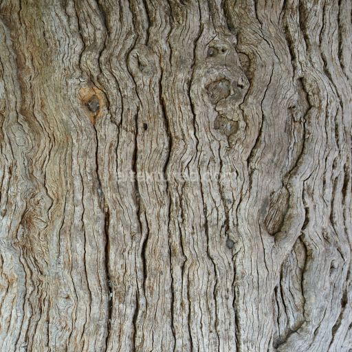 Detailed Old Weathered Wood Texture with Natural Grain and Knots