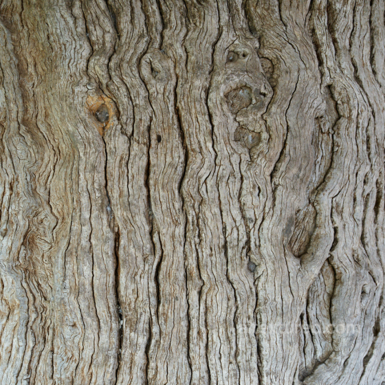 Detailed Old Weathered Wood Texture with Natural Grain and Knots Wood texture preview