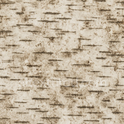 seamless Dirty Birch Texture Seamless 1024X1024 texture 1024x1024 free download PBR
