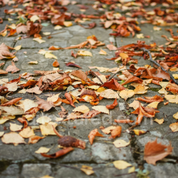 seamless Autumn Fallen Leaves on Pavement Ground Texture for PBR Projects texture 8k free download PBR