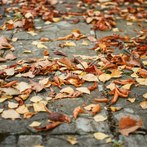 Autumn Fallen Leaves on Pavement Ground Texture for PBR Projects