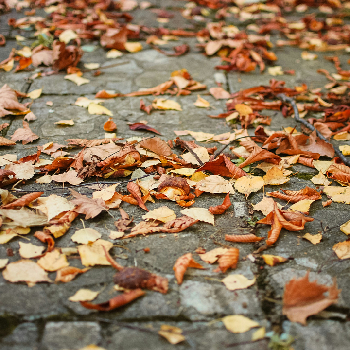 Autumn Fallen Leaves on Pavement Ground for Projects Asphalt seamless PBR texture preview