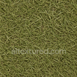 seamless Coarse Grass Seamless Texture texture 1024x1024 free download PBR