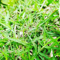 seamless Natural Green Grass Texture for PBR 3D Applications texture 8k free download PBR
