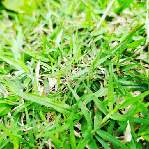 Natural Green Grass Texture for PBR 3D Applications