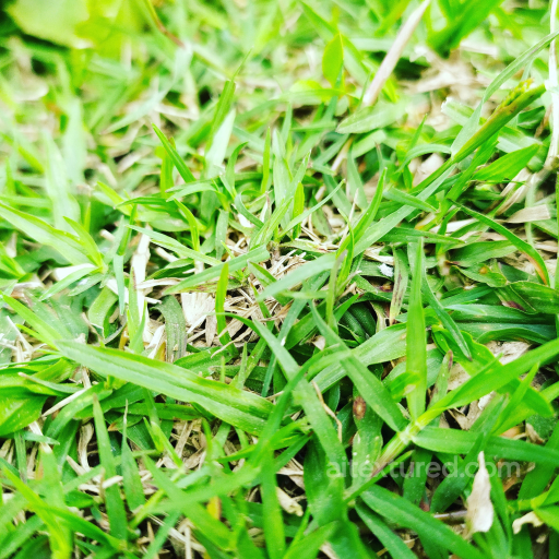 Natural Green Grass Texture for PBR 3D Applications seamless Ground surface PBR texture