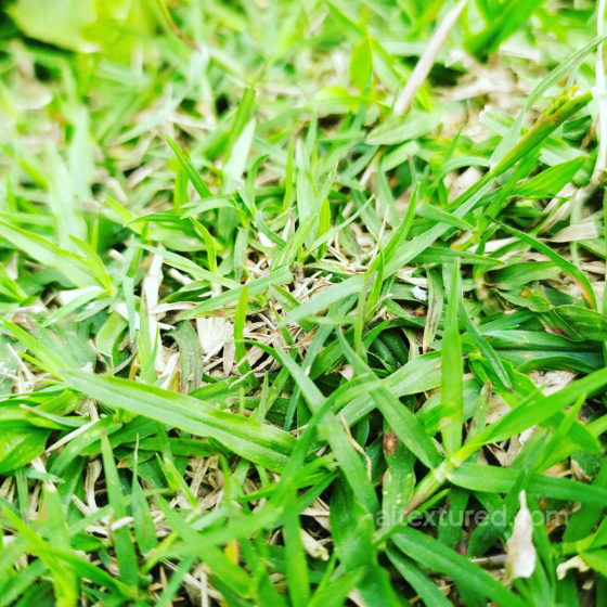 Natural Green Grass Texture for PBR 3D Applications Ground surface texture preview