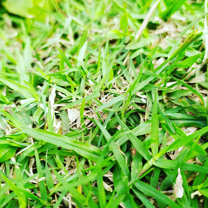 Natural Green Grass for Applications seamless PBR texture preview