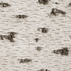 seamless Seamless Birch Bark Texture Seamless 1024X1024 texture 1024x1024 free download PBR