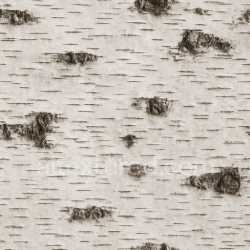 seamless Seamless Birch Bark Texture Seamless texture 8k free download PBR