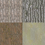 Bark