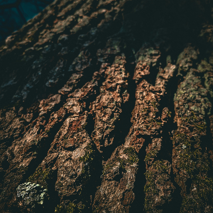 Detailed Tree Bark with Natural Moss and Rough Surface Wood seamless PBR texture preview