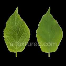 seamless Leaf Green Natural Organic Textured Detailed Botanical Realistic Seamless Pbr texture 8k free download PBR