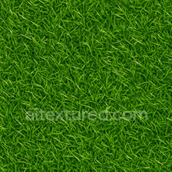 seamless Shiny Grass Seamless Texture texture 1024x1024 free download PBR