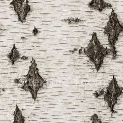 seamless Detailed Birch Bark Texture Seamless 1024X1024 texture 1024x1024 free download PBR