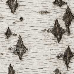 seamless Detailed Birch Bark Texture Seamless texture 8k free download PBR