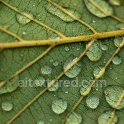 seamless Close-Up Green Leaf Texture with Water Droplets for PBR Materials texture 8k free download PBR