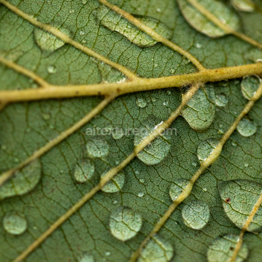 Close-Up Green Leaf Texture with Water Droplets for PBR Materials