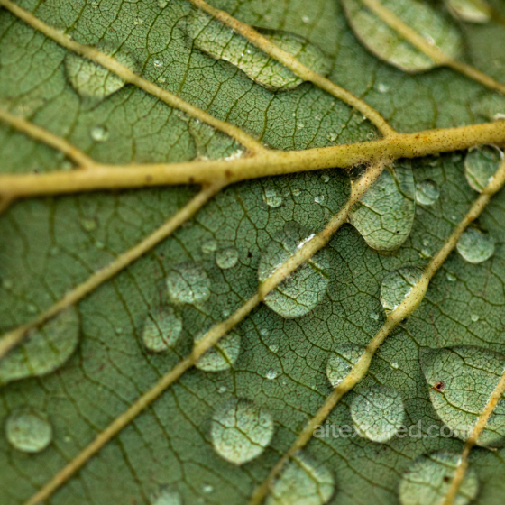 Close-Up Green Leaf Texture with Water Droplets for PBR Materials Fabric texture preview