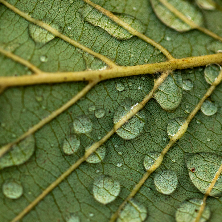 Close-Up Green Leaf with Water Droplets for Materials seamless PBR texture preview