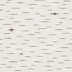 seamless Clean Birch Texture Seamless 1024X1024 texture 1024x1024 free download PBR