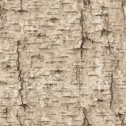 seamless Worn Birch Texture Seamless texture 8k free download PBR