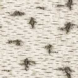 seamless Detailed Birch Texture Seamless texture 8k free download PBR