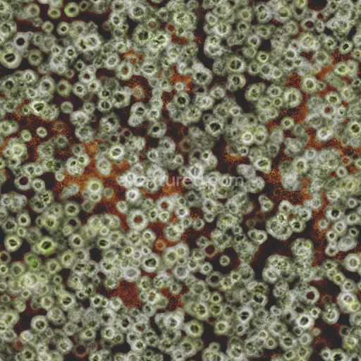 Seashore Rock Texture Covered by Barnacles | Free PBR