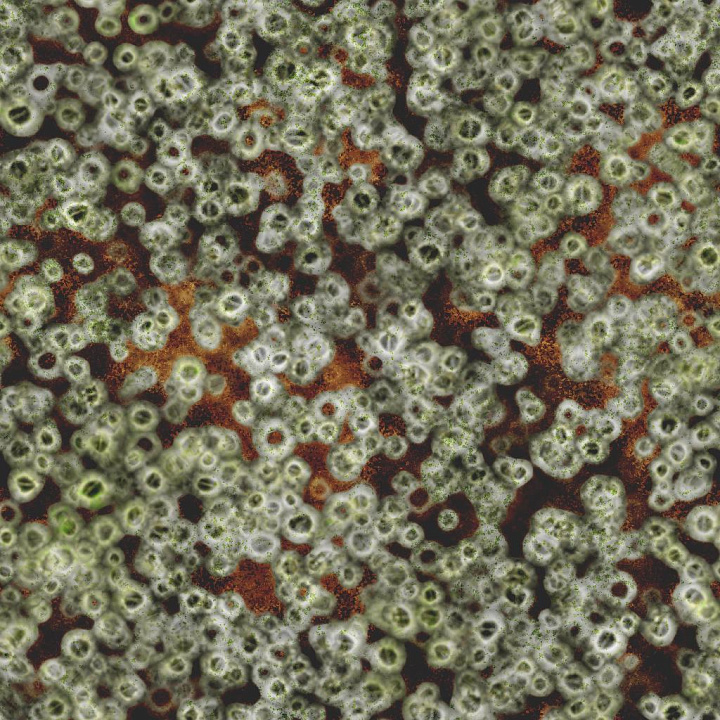 Seashore Rock Covered by Barnacles seamless PBR texture preview
