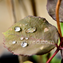 seamless High-Resolution PBR Texture of a Natural Leaf Surface with Water Droplets texture 8k free download PBR
