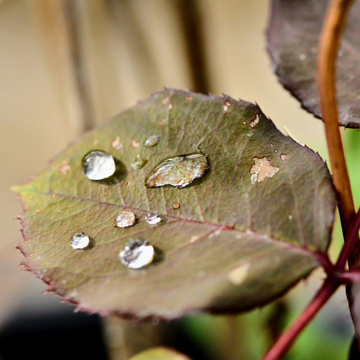 of a Natural Leaf Surface with Water Droplets seamless PBR texture preview