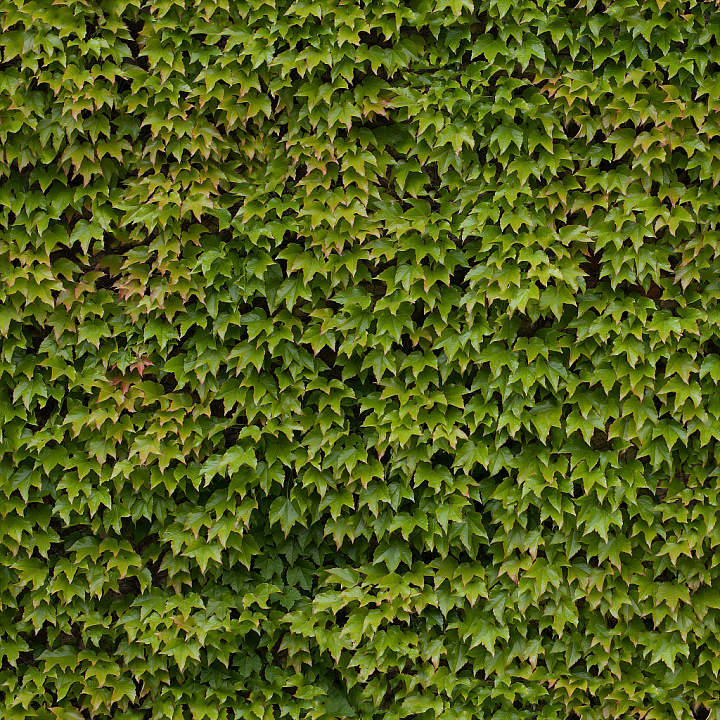 Leaves for All Projects seamless PBR texture preview