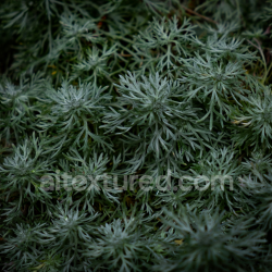 seamless High-Resolution Natural Green Ground Texture with Delicate Foliage texture 8k free download PBR