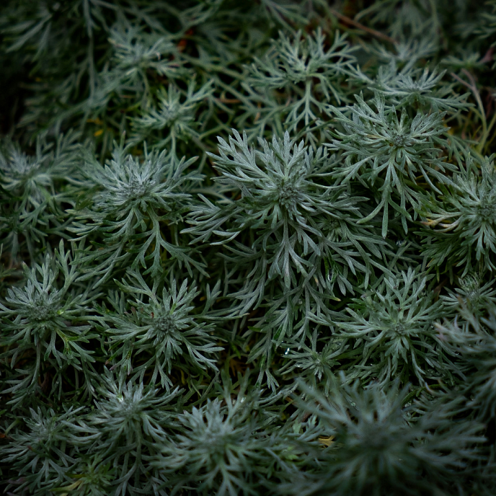 Natural Green Ground with Delicate Foliage seamless PBR texture preview
