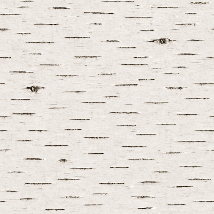 Clean Birch Wood seamless PBR texture preview