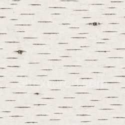 seamless Clean Birch Texture Seamless texture 8k free download PBR