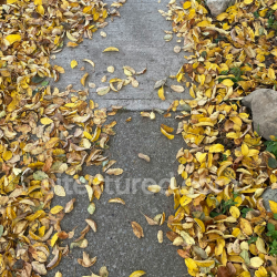 seamless Ground Texture with Fallen Yellow Autumn Leaves and Concrete Surface texture 8k free download PBR