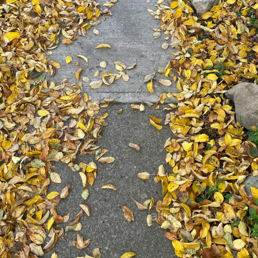 Ground Texture with Fallen Yellow Autumn Leaves and Concrete Surface seamless Ground surface PBR texture