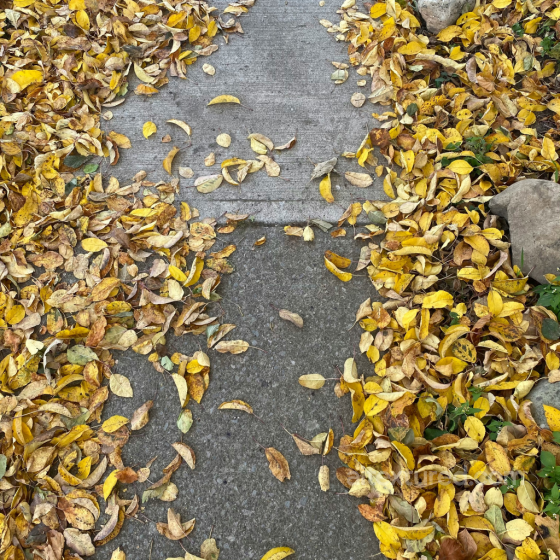 Ground Texture with Fallen Yellow Autumn Leaves and Concrete Surface Ground surface texture preview