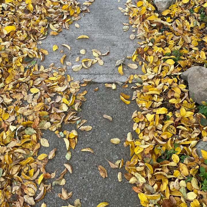 Ground with Fallen Yellow Autumn Leaves and Concrete Surface seamless PBR texture preview