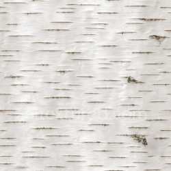 seamless Shiny Birch Bark Texture Seamless texture 8k free download PBR