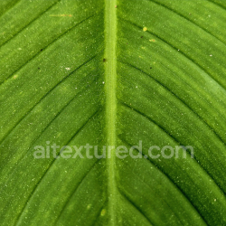 seamless Close-Up Green Leaf Texture with Natural Veins and Natural Details texture 8k free download PBR