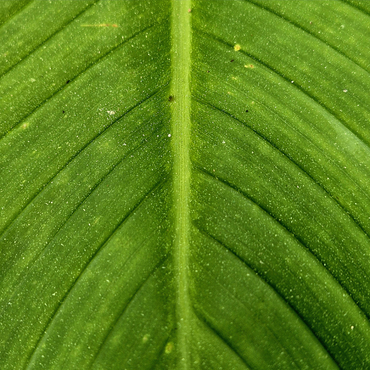 Close-Up Green Leaf with Natural Veins and Natural Details seamless PBR texture preview