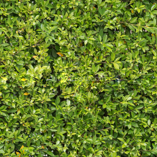 High Quality Seamless Hedge Texture