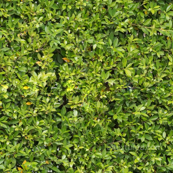 High Quality Seamless Hedge Texture Ground surface texture preview