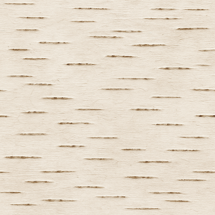 Smooth Birch Bark seamless PBR texture preview